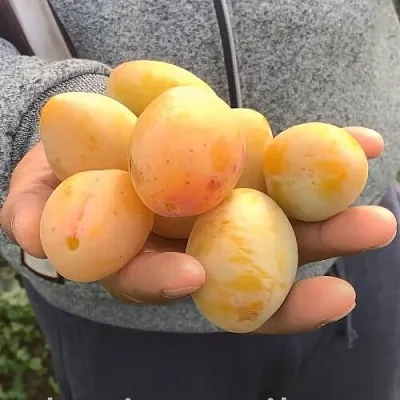 Слива ЯХОНТОВАЯ  Слива ЯХОНТОВАЯ в Иркутске