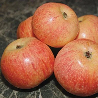 Яблоня КОНФЕТНОЕ в Иркутске
