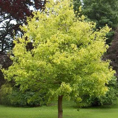 Клен ясенелистный в Иркутске