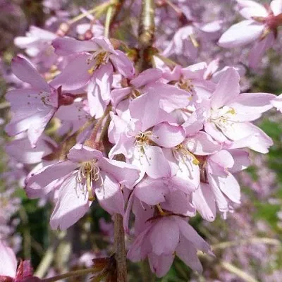 Сакура ПЕНДУЛА РУБРА  Сакура ПЕНДУЛА РУБРА в Иркутске