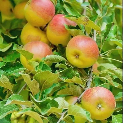 Яблоня ПАМЯТЬ БЛЫНСКОГО колонновидная  Яблоня ПАМЯТЬ БЛЫНСКОГО колонновидная в Иркутске