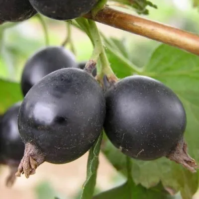 ЙОШТА — описание сорта ЙОШТА в Иркутске