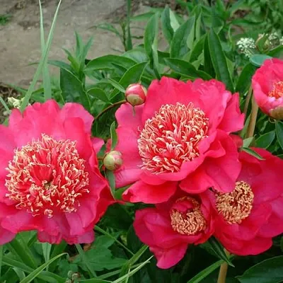 Пион БАРРИНГТОН БЕЛЬ травянистый в Иркутске