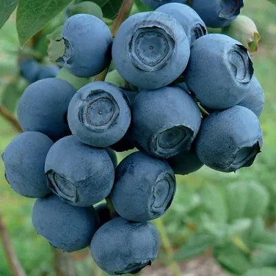 Голубика РУБЕЛ  Голубика РУБЕЛ в Иркутске