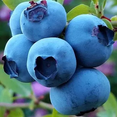 Голубика в Иркутске