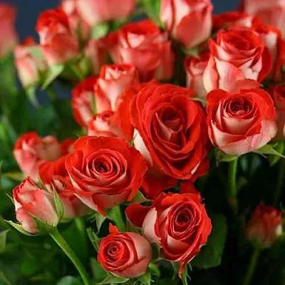 Саженцы роз ЗОДИАК спрей в Иркутске