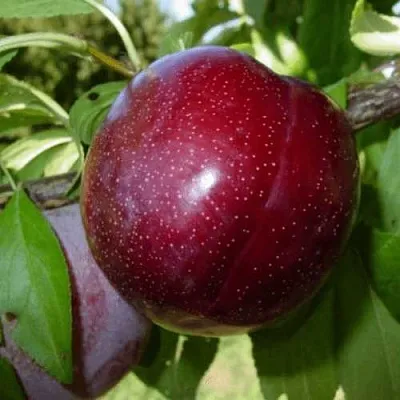 ШАРАФУГА  ШАРАФУГА в Иркутске