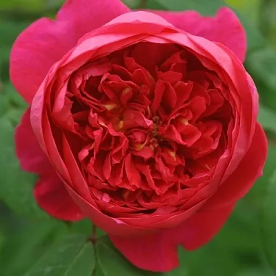 Саженцы роз БЕНДЖАМИН БРИТТЕН шраб  Саженцы роз БЕНДЖАМИН БРИТТЕН шраб в Иркутске