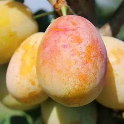 АПРИМИРА  АПРИМИРА в Иркутске