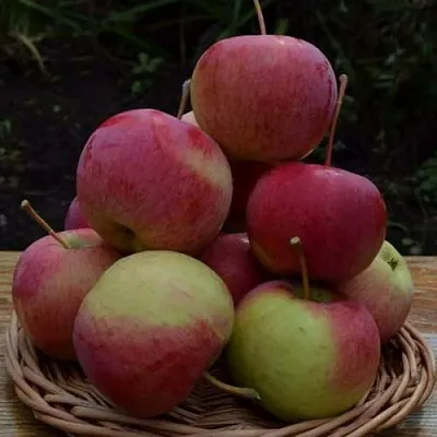 Яблоня РОДНИКОВАЯ  Яблоня РОДНИКОВАЯ в Иркутске