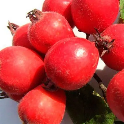 Боярышник в Иркутске