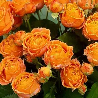 Саженцы роз КОРАЛ БАБЛС спрей в Иркутске