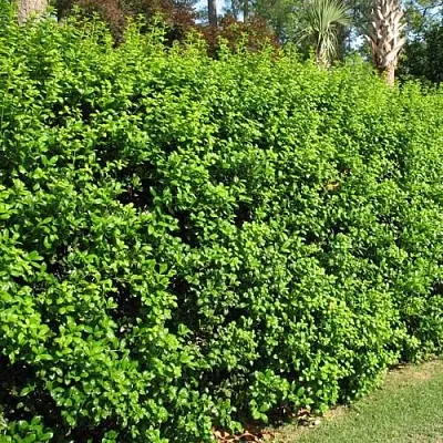 Живая изгородь в Иркутске