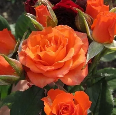 Саженцы роз АЛЕГРИЯ спрей  Саженцы роз АЛЕГРИЯ спрей в Иркутске