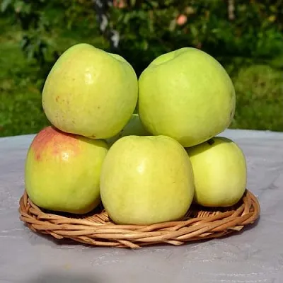 Яблоня БИРСКОЕ ГРУШЕВОЕ (БИЧИК)  Яблоня БИРСКОЕ ГРУШЕВОЕ (БИЧИК) в Иркутске