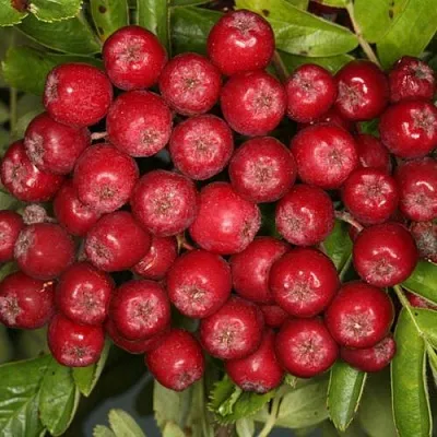 Рябина РУБИНОВАЯ сладкоплодная  Рябина РУБИНОВАЯ сладкоплодная в Иркутске