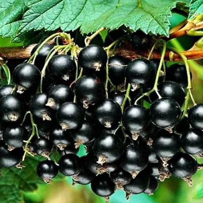 Смородина черная АТЛАНТ  Смородина черная АТЛАНТ в Иркутске