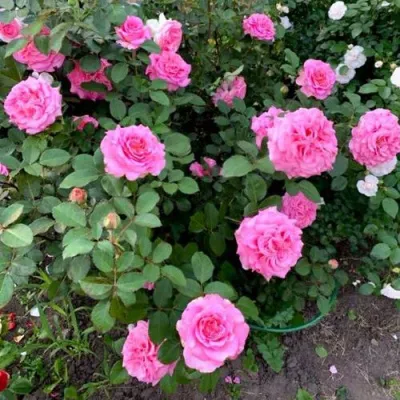 Саженцы роз ЭШЛИ чайно-гибридная — описание сорта Саженцы роз ЭШЛИ чайно-гибридная в Иркутске