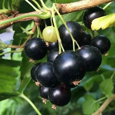 Смородина чёрная ДАБРАДЗЕЯ  Смородина чёрная ДАБРАДЗЕЯ в Иркутске