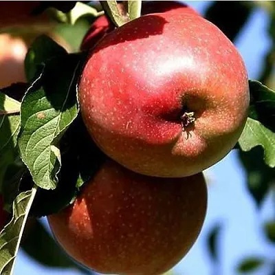 Яблоня АНТЕЙ КИЕВСКИЙ колонновидная в Иркутске