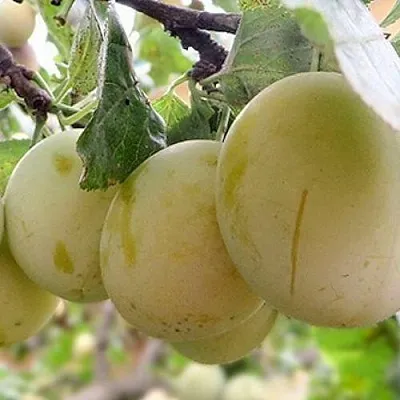 Слива УТРО  Слива УТРО в Иркутске