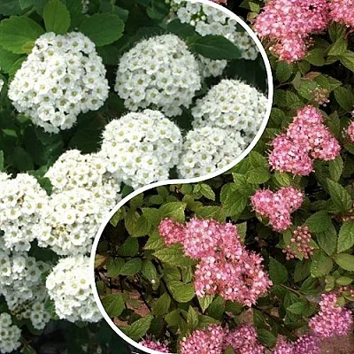 Комплект ТАЛАНТЛИВЫЙ САДОВОД в Иркутске