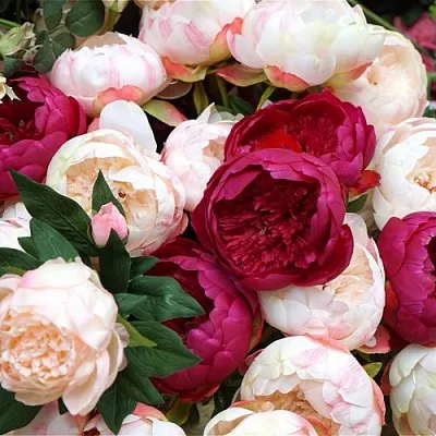 Пионы в Иркутске