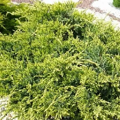 Можжевельник ГОЛД СТАР средний в Иркутске