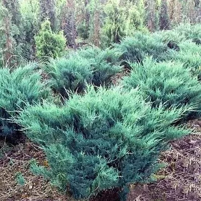 Можжевельник БЛЮ ДАНУБ казацкий  Можжевельник БЛЮ ДАНУБ казацкий в Иркутске