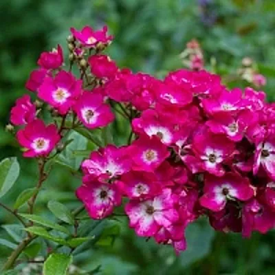 Саженцы роз МАРДЖОРИ ФЕЙР полиантовая  Саженцы роз МАРДЖОРИ ФЕЙР полиантовая в Иркутске