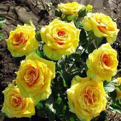 Саженцы роз САН СИТИ спрей в Иркутске