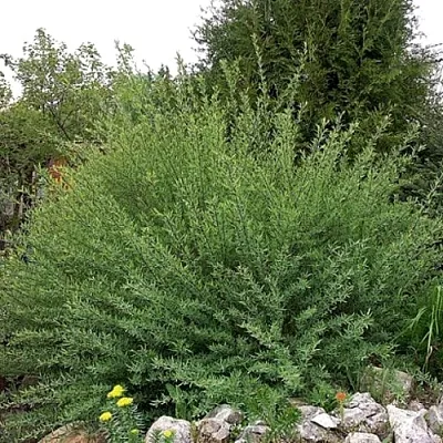 Ива НАНА  пурпурная   Ива НАНА  пурпурная  в Иркутске