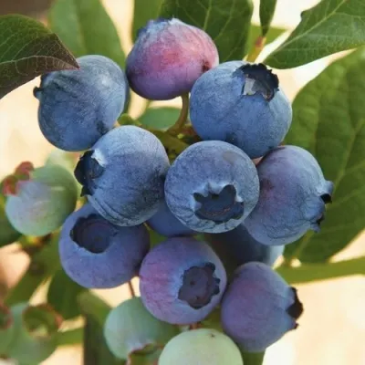 Голубика ОСОРНО — описание сорта Голубика ОСОРНО в Иркутске