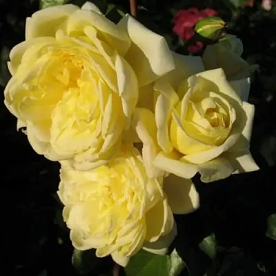 Саженцы роз КАЗИНО плетистая  Саженцы роз КАЗИНО плетистая в Иркутске