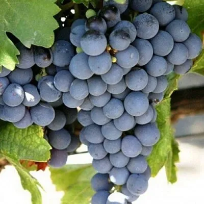 Виноград ЧЕСУРАН в Иркутске