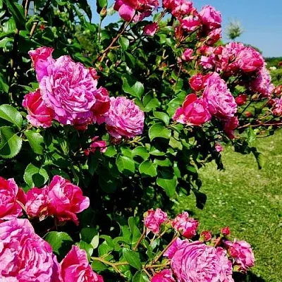 Саженцы роз ИНЕС САСТР плетистая  Саженцы роз ИНЕС САСТР плетистая в Иркутске