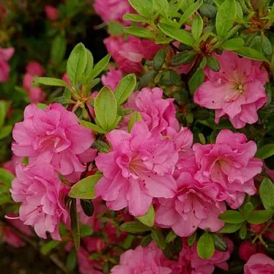 Азалия РОЗИНЕТТА японская  Азалия РОЗИНЕТТА японская в Иркутске