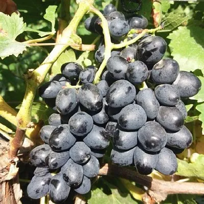 Виноград КИШМИШ АТТИКА в Иркутске