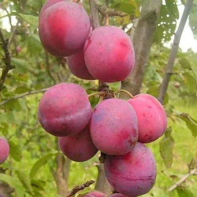 Слива ЭДИНБУРГСКАЯ  Слива ЭДИНБУРГСКАЯ в Иркутске