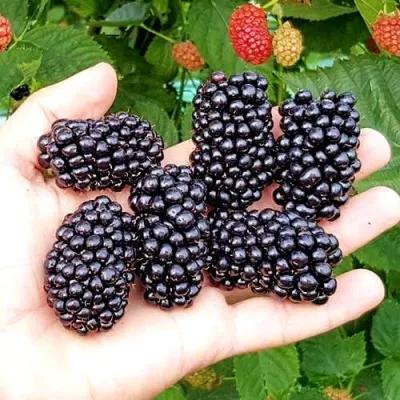 Ежевика ОУАЧИТА бесшипная — описание сорта Ежевика ОУАЧИТА бесшипная в Иркутске