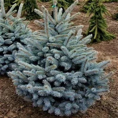 Ель МИСТИ БЛЮ голубая  Ель МИСТИ БЛЮ голубая в Иркутске