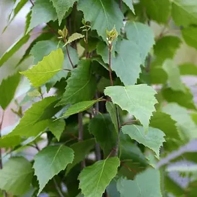 Береза ФАСТИГИАТА повислая  в Иркутске