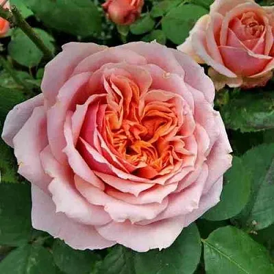 Саженцы роз ПОЛЬ БОКЮЗ шраб  Саженцы роз ПОЛЬ БОКЮЗ шраб в Иркутске