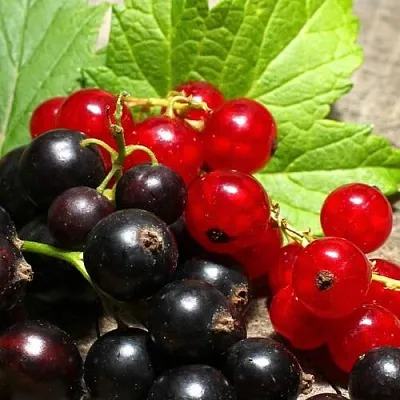 Смородина  в Иркутске