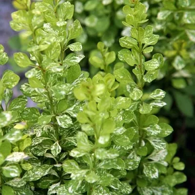 Барбарис ПАУ ВАУ тунберга в Иркутске