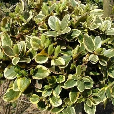 Бересклет КАНАДЕЙЛ ГОЛД  в Иркутске