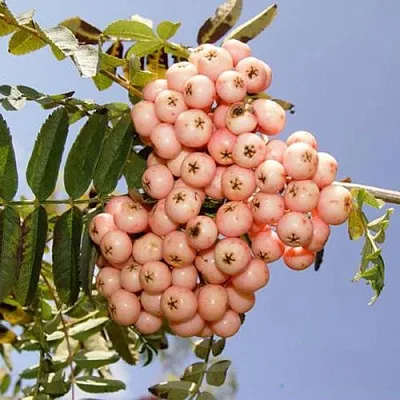 Рябина ПИНК ВЕЙЛ  Рябина ПИНК ВЕЙЛ в Иркутске