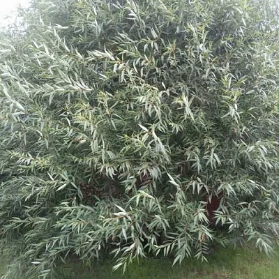 Ива СЕРЕБРИСТАЯ  Ива СЕРЕБРИСТАЯ в Иркутске