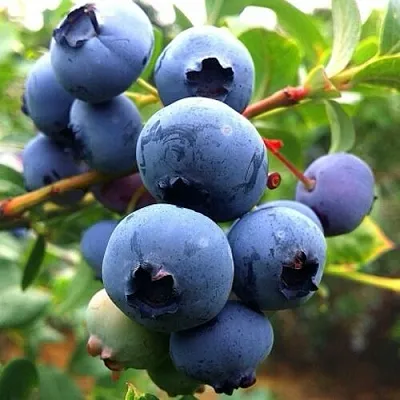 Голубика ДЮК  Голубика ДЮК в Иркутске