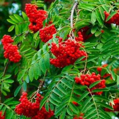 Рябина ПЛАКУЧАЯ сладкоплодная — описание сорта Рябина ПЛАКУЧАЯ сладкоплодная в Иркутске